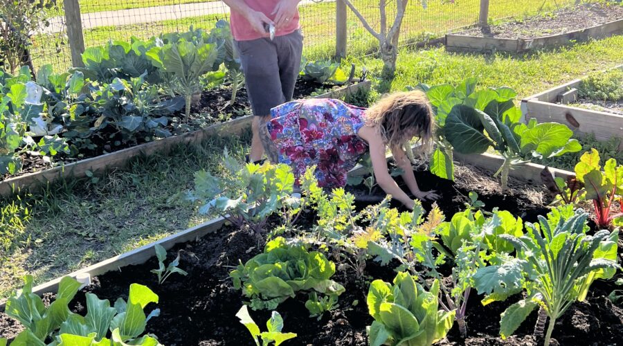 Gift Gardens